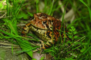 128_2846_JFR - eastern american toad