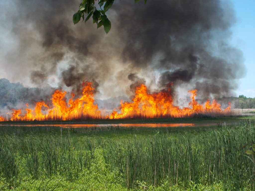 Controlled Phragmites burn. Photo: Lake Erie CWMA