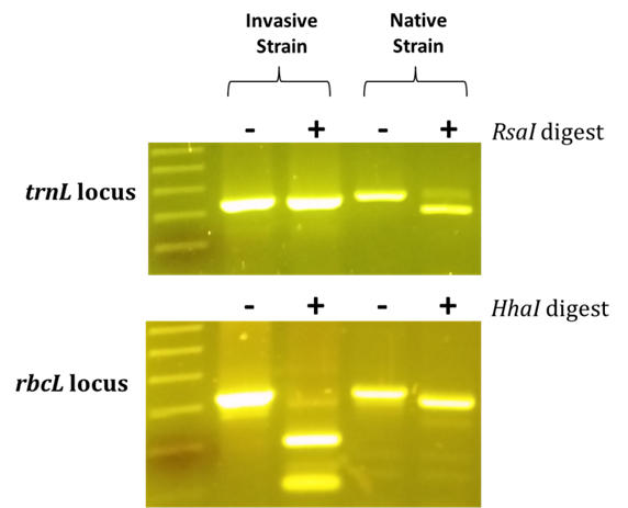 The above photos are of the resultant RFLP gels showing the DNA polymorphisms (or differences) between invasive and native Phragmites. The invasive DNA is not cut by the RsaI digest, but is cut by the HhaI digest, whereas the native is cut by the RsaI digest, and not cut by the HhaI digest
