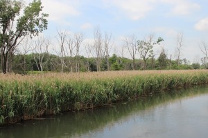 Grand Calumet River Before