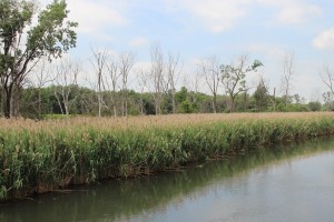 Grand Calumet River Before