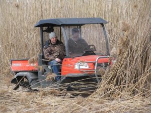 Rolling Phragmites after herbicide control. Photo: Lake Erie CWMA