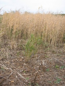 Remaining green plants should be sprayed again. Photo credit: phragmites.org