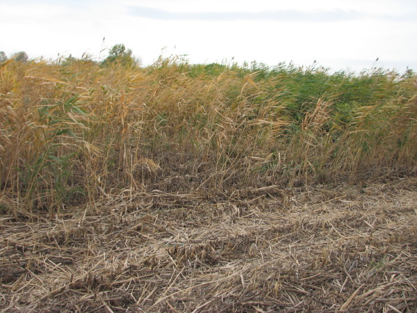 The Phragmites plants that are still green after the first treatment should be sprayed again. Photo credit: phragmites.org