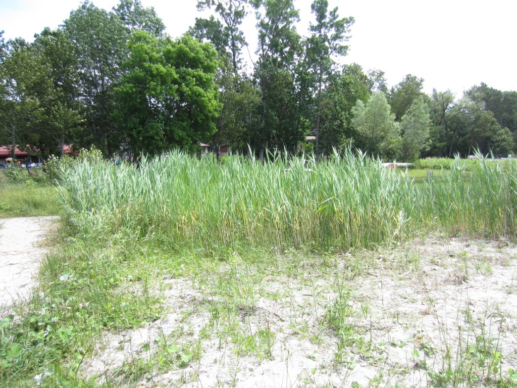 Phragmites removed from property in foreground