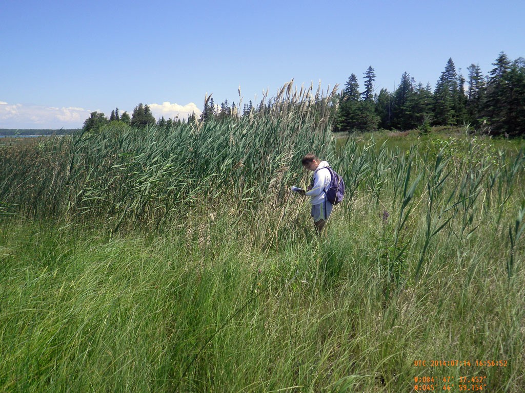 Phragmites Survey