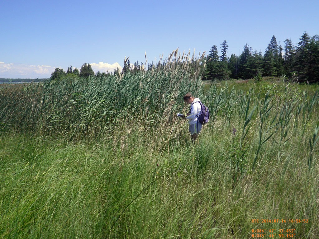 Phragmites Survey