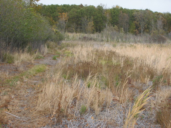Returning native plants mixed in with Phragmites in the non-pre-cut area. Photo Credit: phragmites.org