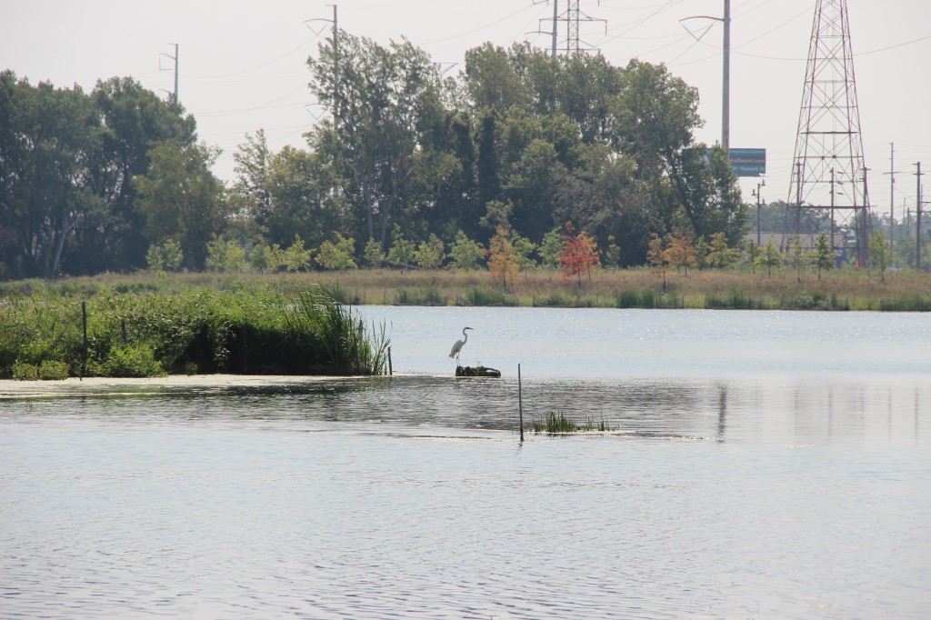 Roxana Marsh, along the Calumet River After