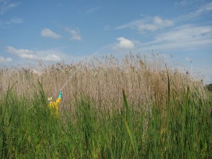 Spraying phragmites that was NOT pre-cut. Photo Credit: phragmites.org