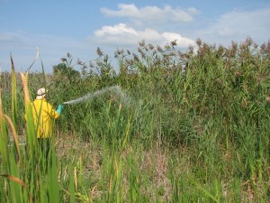 Spraying Phragmites that was pre-cut. Photo Credit: phragmites.org