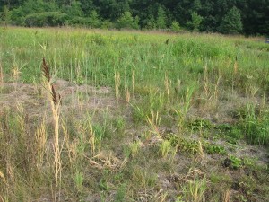 Returning native plants make spraying more challenging in future years. Photo credit: phragmites.org