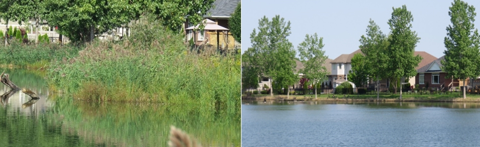 before and after shoreline