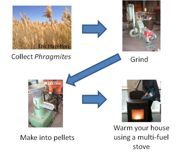 Using Phragmites to heat your home
