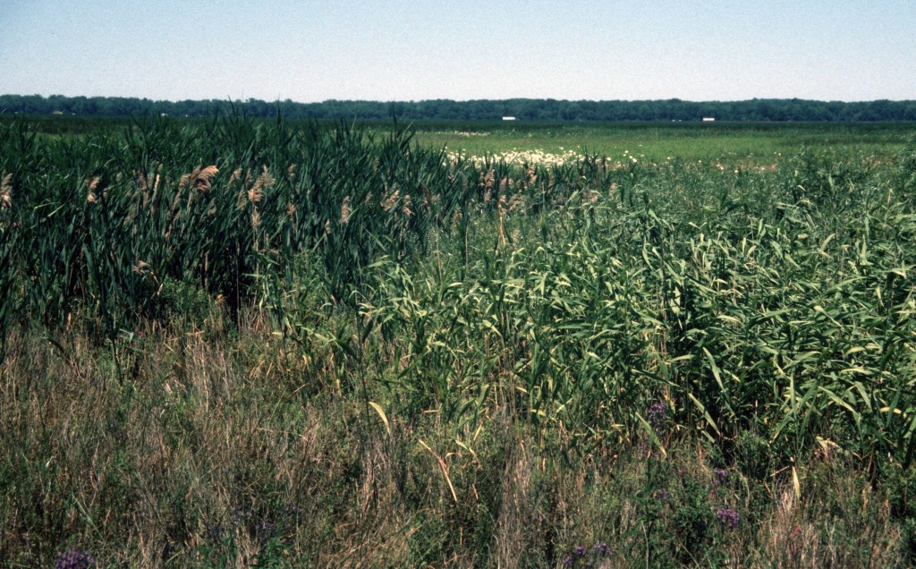 montezumaphragnativeandnon