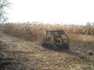 mowing phrag Times Beach