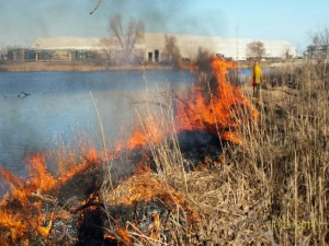 prescribed burn burnham prairie