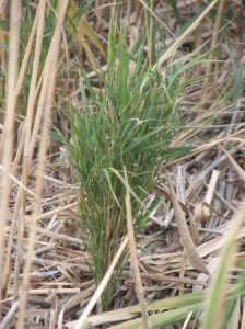 Phragmites "witches broom" regrowth after Glyphosate treatment of the stand at Harsens Island, MI. Photo credit: phragmites.org