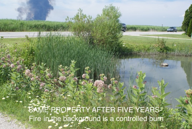 Developing A Sustainable Voluntary Phragmites Treatment Program