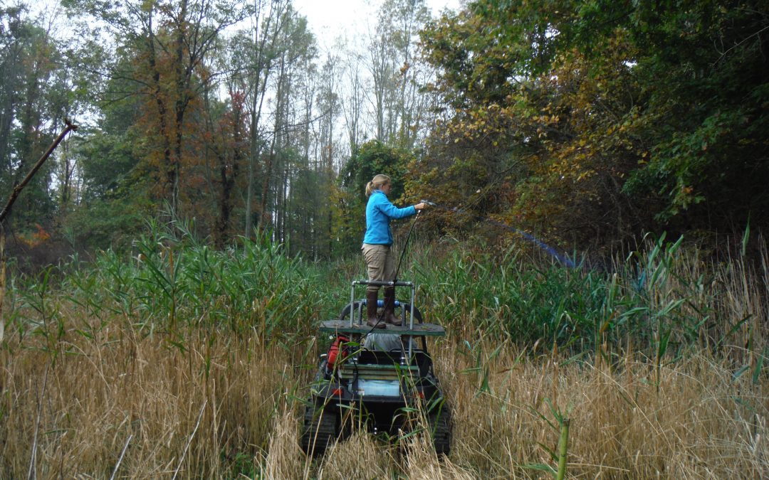 Successful Phragmites Control in Northeast Ohio Watersheds