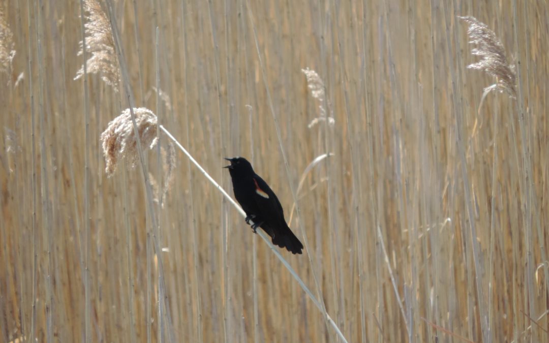 Study finds birds with specific habitat needs are excluded from Phragmites patches– bad news for Least Bittern