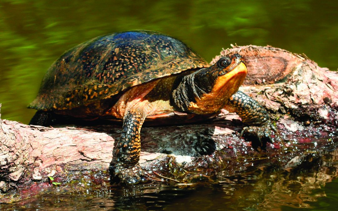 Phragmites and Herpetofauna