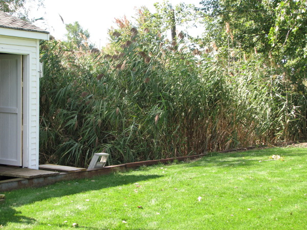 Customizing your invasive Phragmites treatment