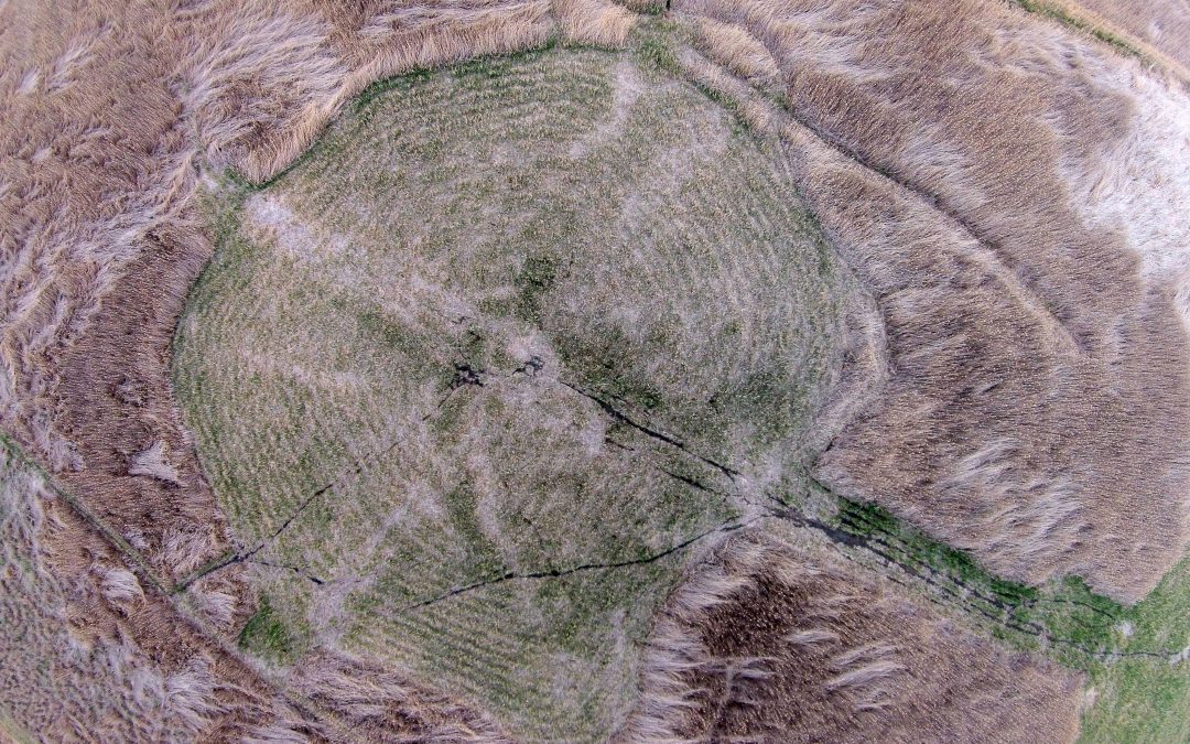 Using hungry cattle to control Phragmites in Great Salt Lake, Utah