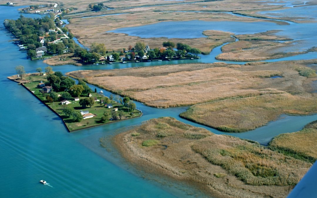 Regional Cooperation: collaborating to manage the spread of Phragmites in Southeast Michigan