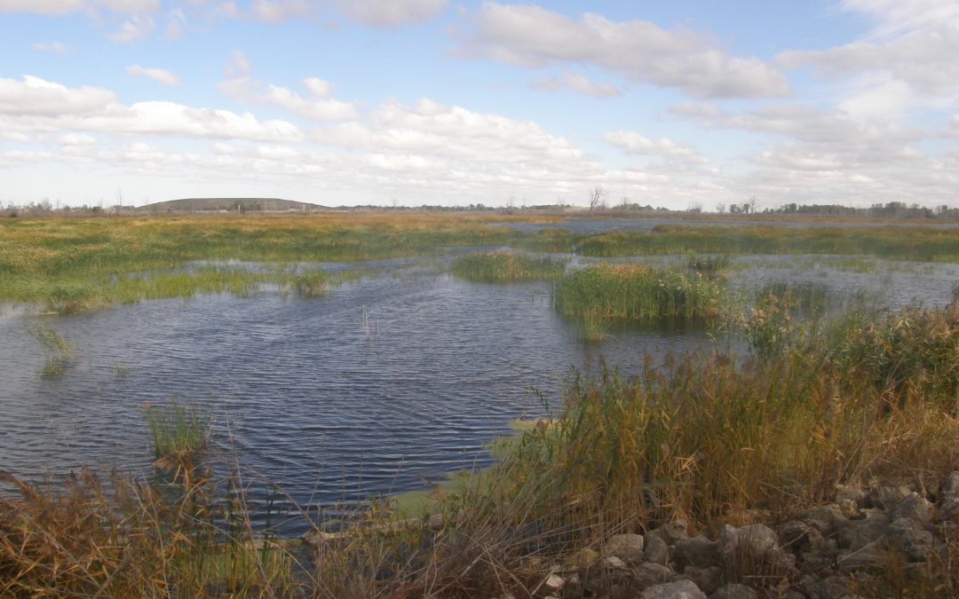 Managing Non-Native Phragmites for Habitat Restoration in the Detroit River and Western Lake Erie