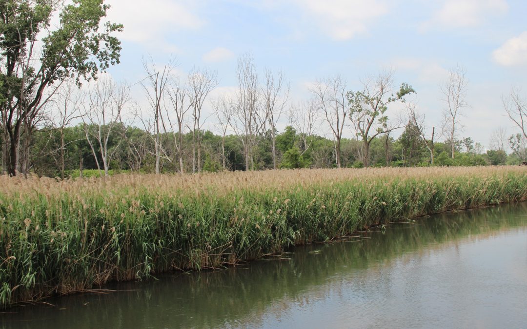Cooperative Weed Management Areas Collaborate to Manage Phragmites