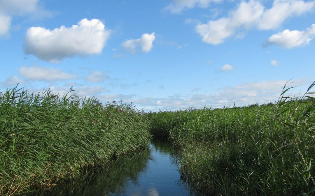 Freshwater Wetlands: fertile grounds for the invasive Phragmites australis in a climate change context