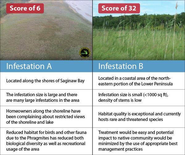 Phragmites Treatment and Management Prioritization Tool