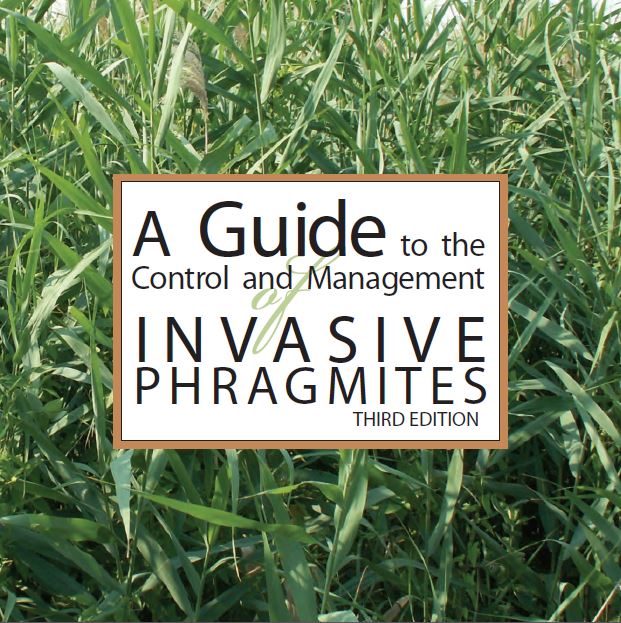 Popular Phragmites Control Publication Updated