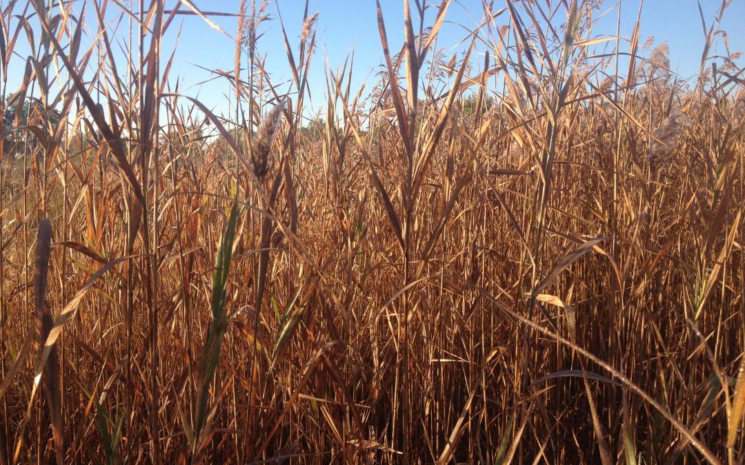 Update: Anchor Bay/St. Clair Flats Phragmites Control and Education Project