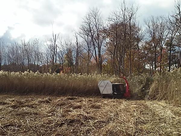 Restoring Great Lakes coastal wetlands through invasive plant harvesting and biomass utilization