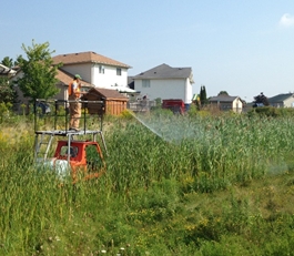 Phragmites-free by 2020 in St. Thomas, Ontario