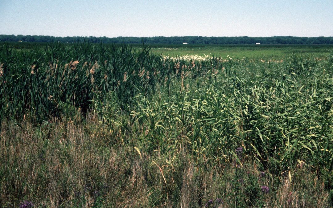 Hybrid Phragmites australis in North America