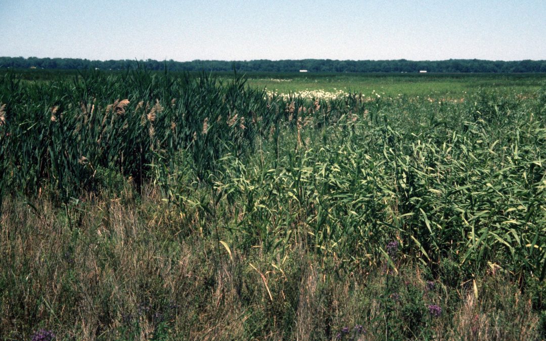 Hybrid Phragmites australis in North America