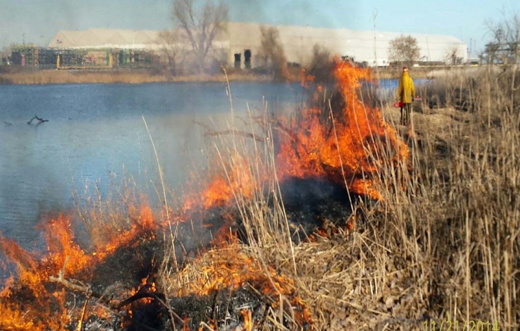 Managing Phragmites australis on Corps of Engineers Ecosystem Restoration Projects