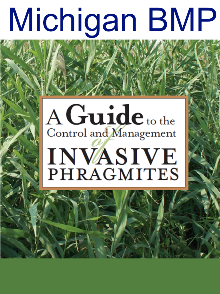 Phragmites Management Using Herbicide | Great Lakes Phragmites