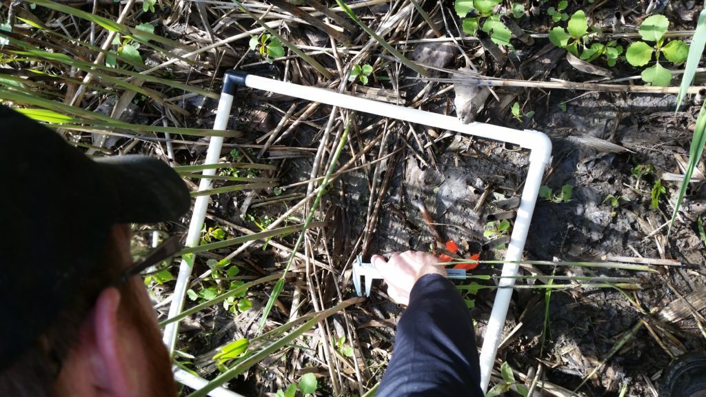 Image 3. Demonstration of the monitoring protocol, measuring stem diameter in one of five quadrats.