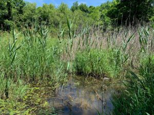 A partially submerged field of Phragmites