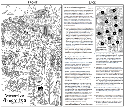 Phragmites Coloring Sheet preview