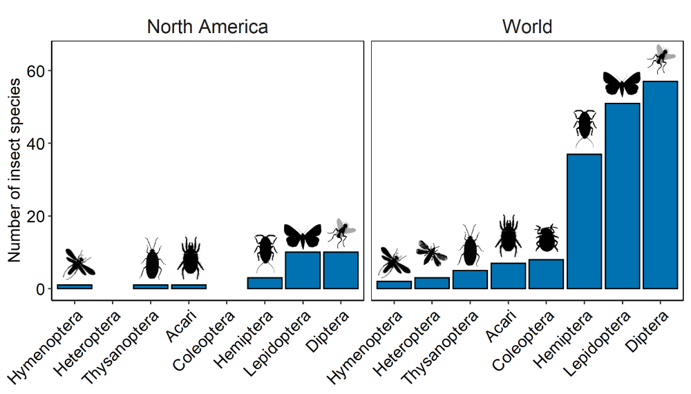Graphs of the number of insect species per taxonomic order in both North America and the rest of the world. In both North America and the rest of the world, Diptera are the most common order, followed by Lepidoptera, and Hemiptera. Hymenoptera are the least common.