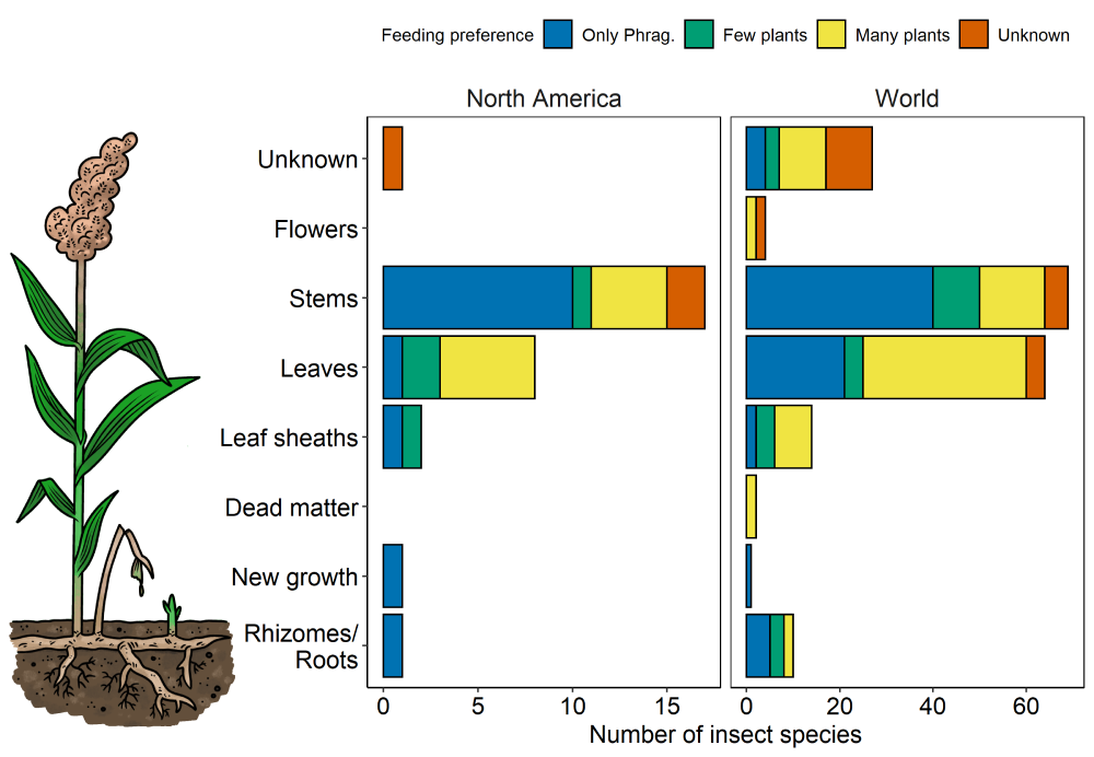 Graphs showing the number of insect species found feeding on each part of Phragmites in North America and elsewhere in the world and a drawing of Phragmites. Most insects in North America and elsewhere consume the stems, then leaves of the plant. Very few consume leaf sheaths, rhizomes, or flowers.