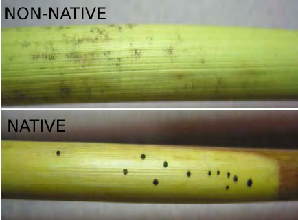 Black fungal spots on native Phragmites stem