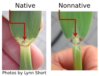 Ligules of native and nonnative Phragmites