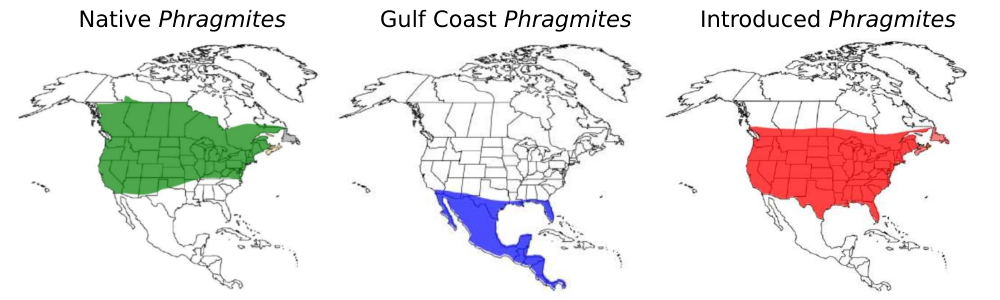 Range maps of the native, native Gulf Coast, and introduced Eurasian Phragmites lineages identified by Saltonstall (2004). Native Phragmites covers much of southern Canada and the United States. Gulf Coast Phragmites covers Mexico and the southern United States. Introduced Phragmites covers all of the United States and most of southern Canada.