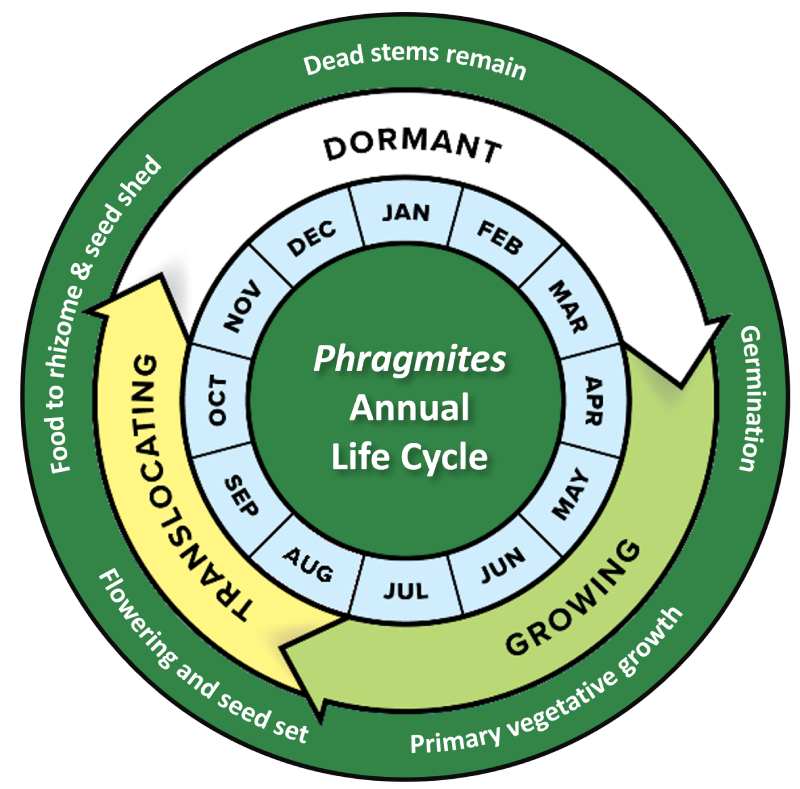 Phragmites Life cycle